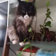 TanTang