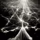 Tao_Incentivized Intelligence