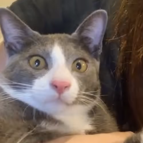 TaoTao is my cat - old