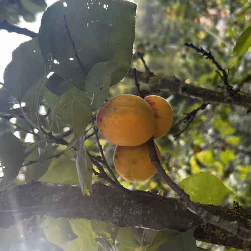 Tasty Apricot