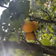 Tasty Apricot