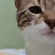 Taz The Cat