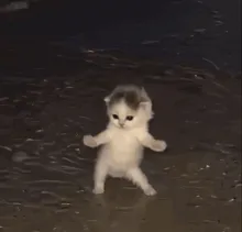 tcat