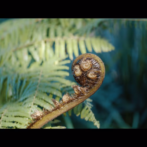 Te Maara Huaota o Waipapa - old V3