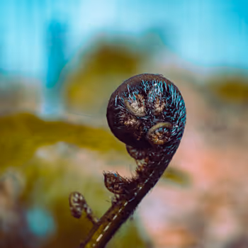 Te Maara Huaota o Waipapa - old