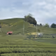 teafarm - old