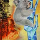 Tears of koala