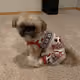 Teddy and Cubby the Shi Tzuh's