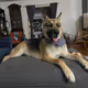 Teddy Bocephus