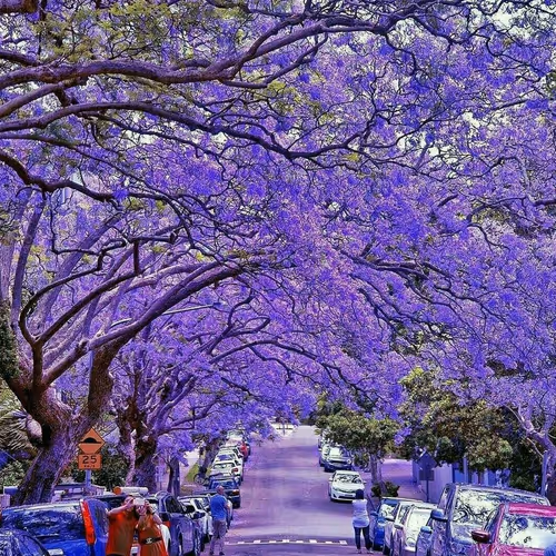 Tehran street