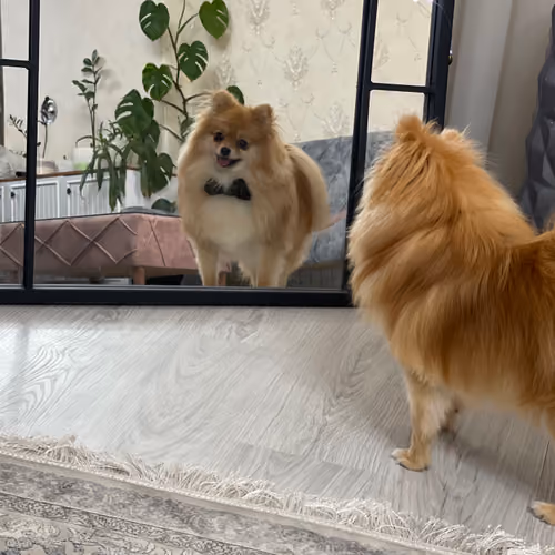 Teo