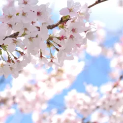 test_sakura