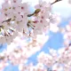 test_sakura