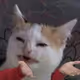 TFcat - old