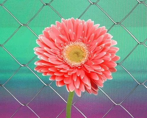 TFP Collectors Editions