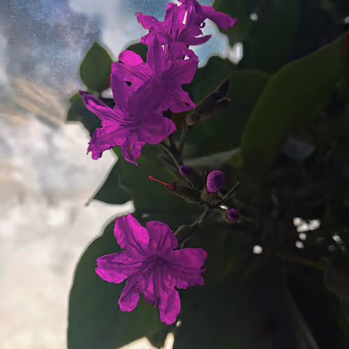 The allure of nature