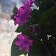 The allure of nature