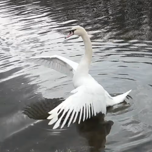 The animals of my life