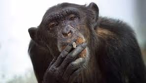 The Ape Mafia