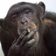 The Ape Mafia