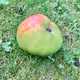 CryptoPippins