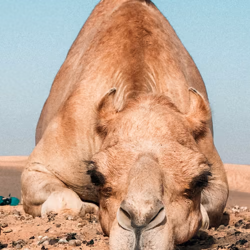 The Arab Spring - old