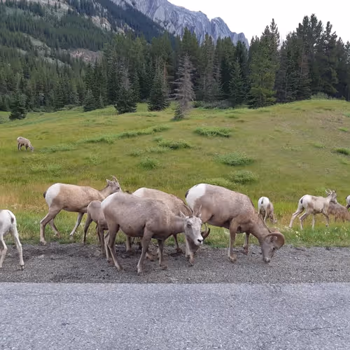 The Backcountry Oddities