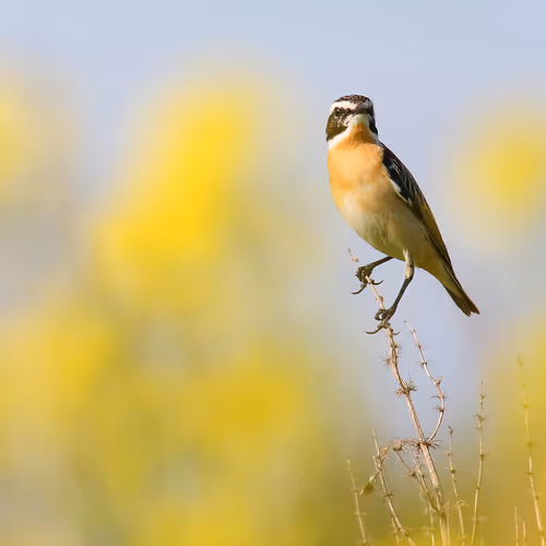 The beauties on the wings