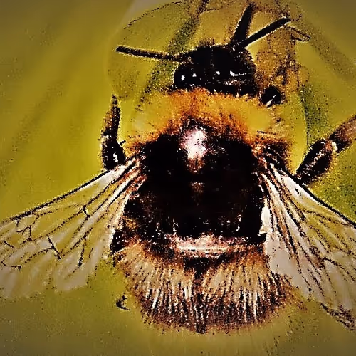 the beautiful world of the little one - old