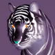 The Bengal