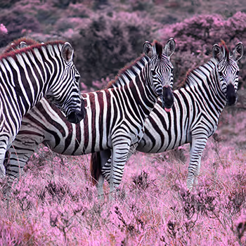 The Big South African Adventure - old