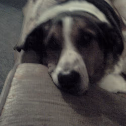 The Bingo collection - old