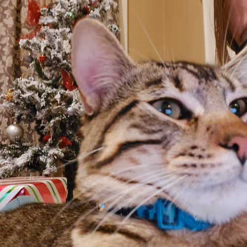 The Brat Cat Chronicles - old