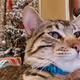 The Brat Cat Chronicles - old