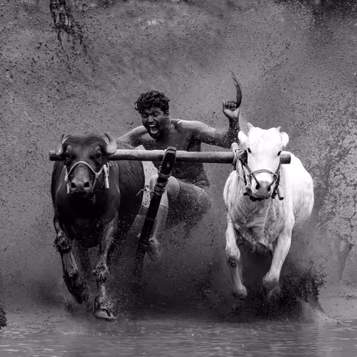 THE BULL RUN _KALAPOOTU - old