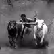 THE BULL RUN _KALAPOOTU - old