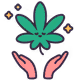 The Cannabis Story