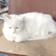 The Cat