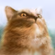 The Cat of Alex