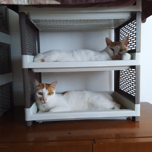 The Cattuary