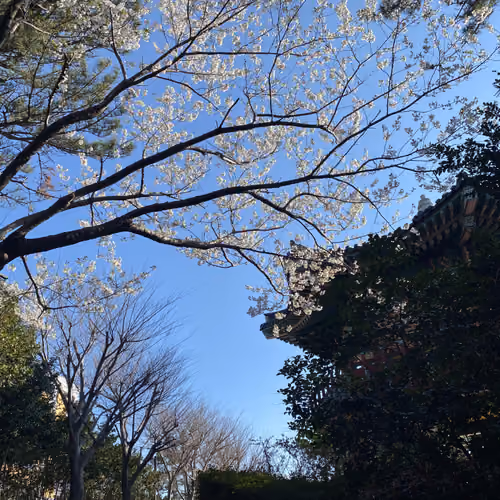 The Cherry Blossom Tree on Dalmaji hill, South Korea Collection 2021