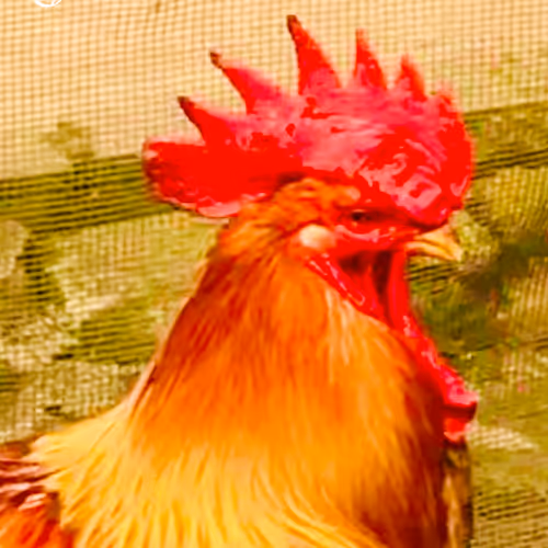 The chicken boy - old