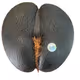 The Coco de Mer