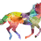 the color horse