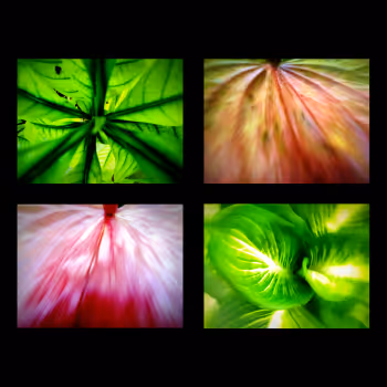 The Color of the Nature by Tony Lian