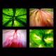 The Color of the Nature by Tony Lian