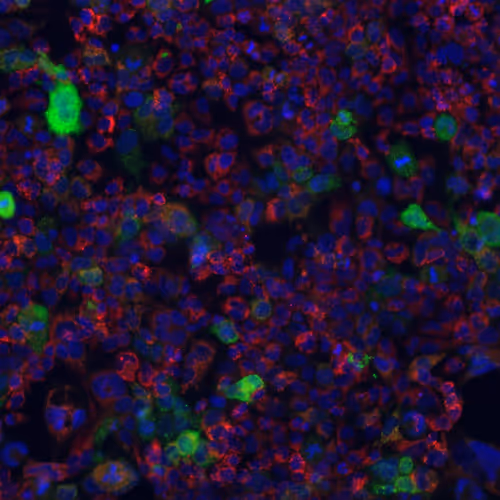 The Complete Science NFT