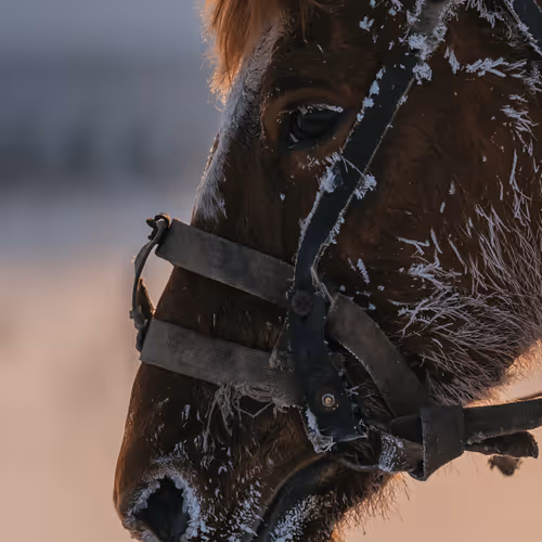 The country stories - old V2