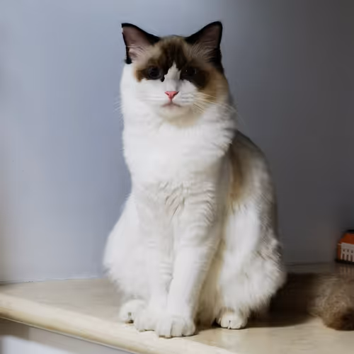 The Dream White Temple