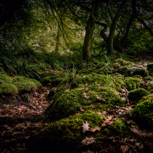 The Enchanted Forrest